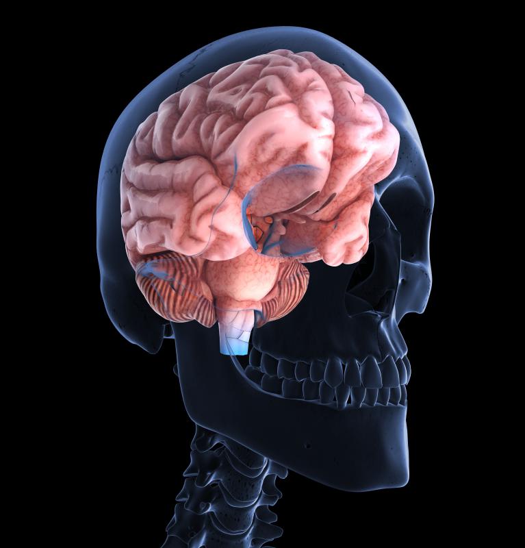 Within the cerebrum is a limbic system, with a cortex that controls equilibrium and free motion.