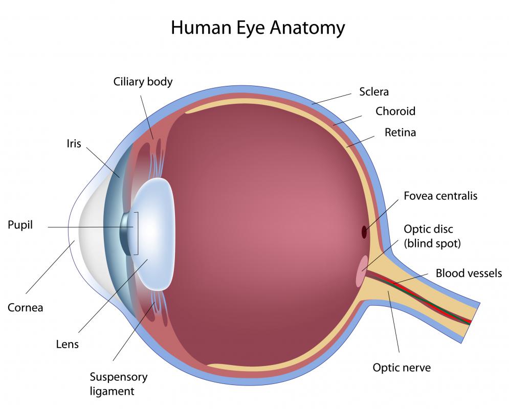 Surgery performed on the iris of the eye is referred to as iridotomy.