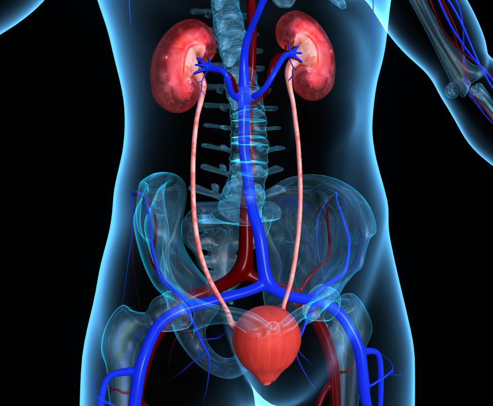 People with kidney disease should not take azithromycin or ibuprofen.