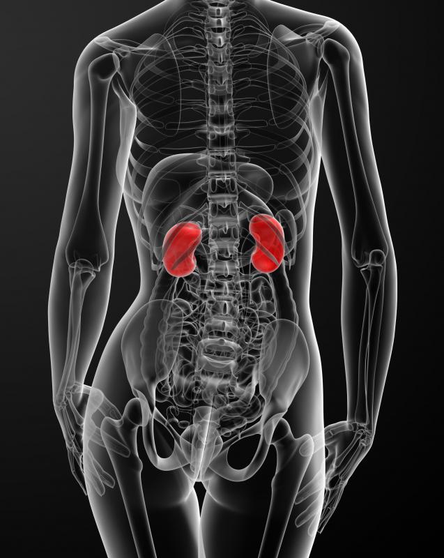 Dense irregular connective tissue forms the fibrous coverings of the kidneys.