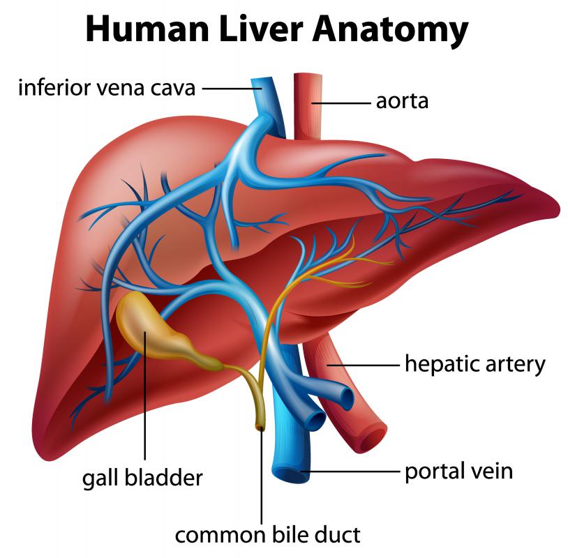 Liver damage is one of the most dangerous Dianabol side effects.