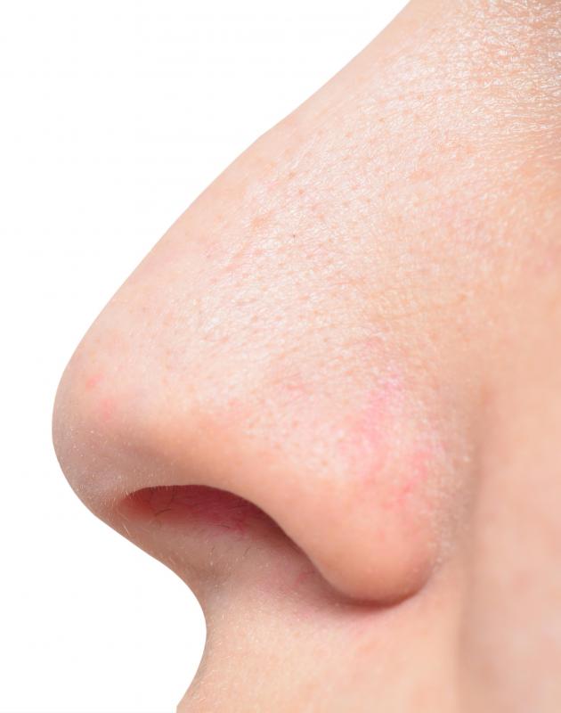 The tough,flexible connective tissue at the tip of the nose is cartilage.