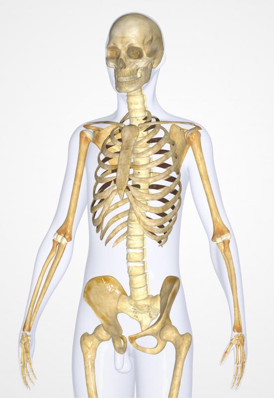 Muscles give internal structures, including the nerves, layers of strong protection.