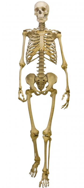 Human adults have 206 bones, while newborns have roughly 300, many of which fuse together.