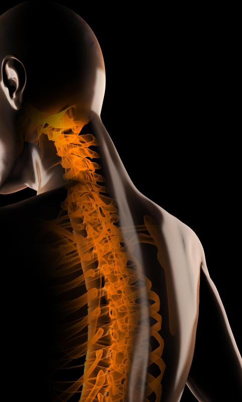 The pedicle is located on the human spine.