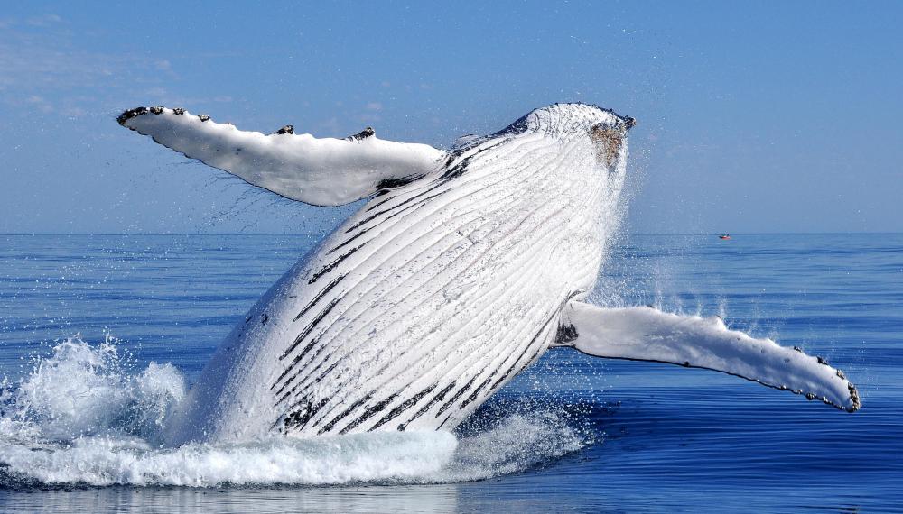 The hypodermis stores food in some mammals, such as the whale.