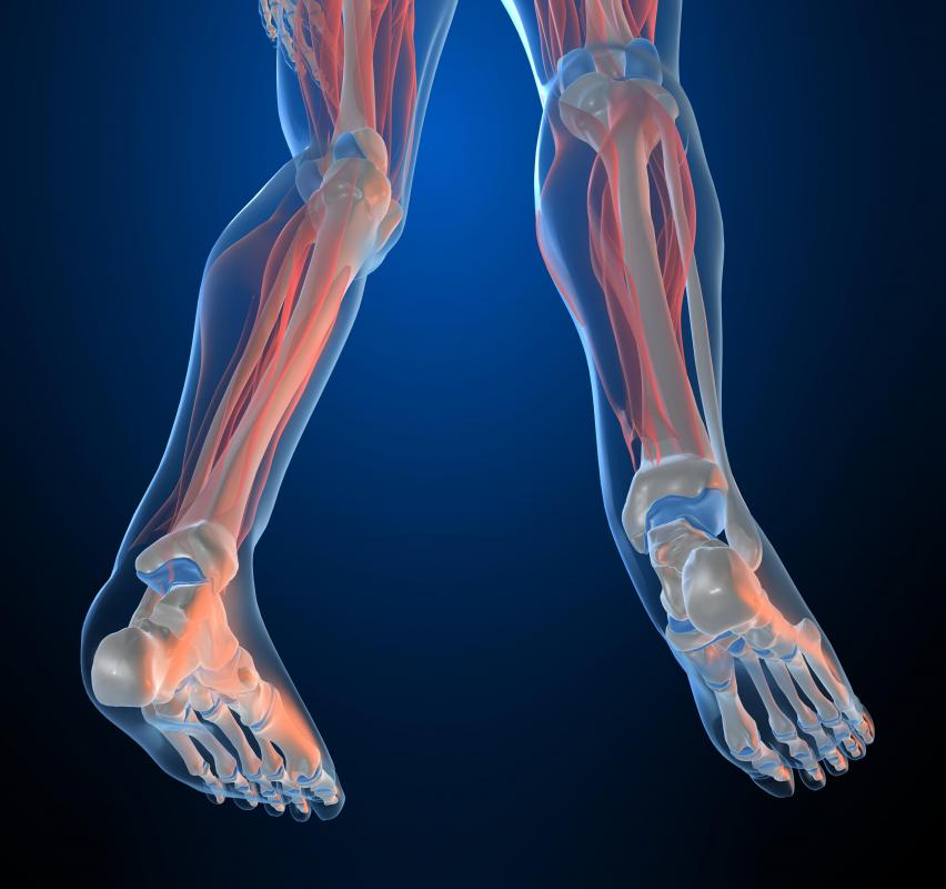 The Golgi tendon organ is where skeletal muscle meets tendons.