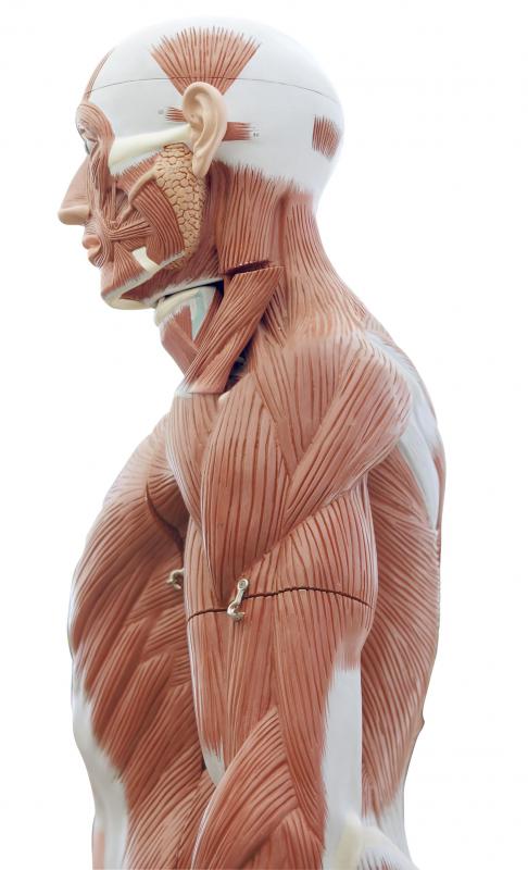 The Golgi tendon organ contains nerve tissues.