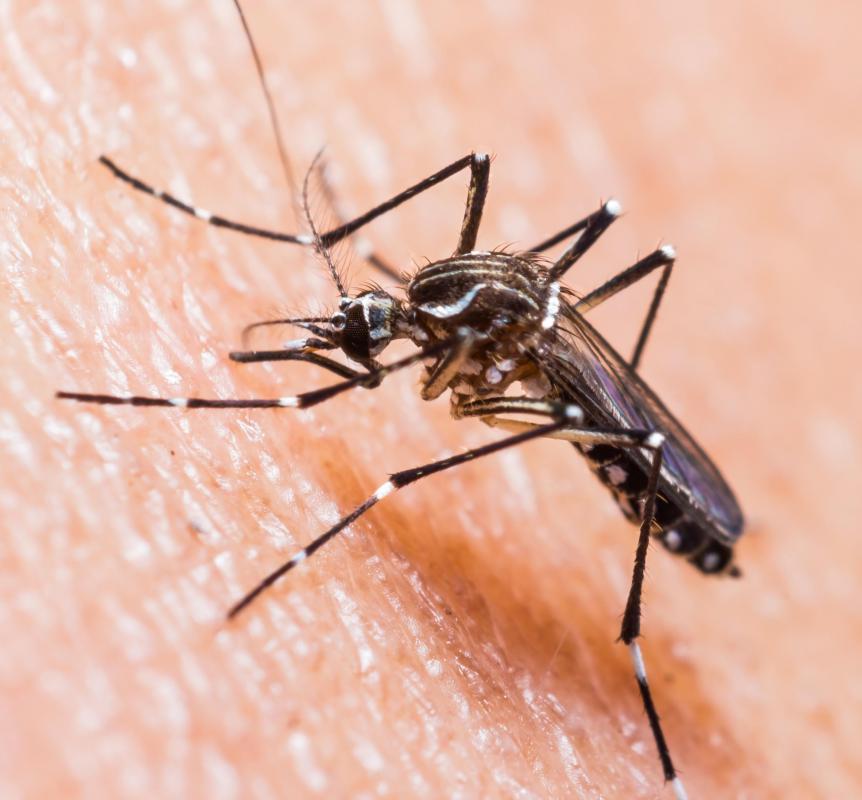 Insects may carry bacteria in their saliva, which may cause a bacterial infection in a person who has received a bite.