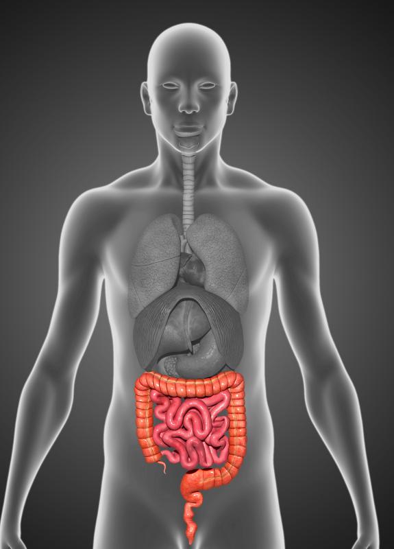 The small intestine helps absorb nutrients into the body.