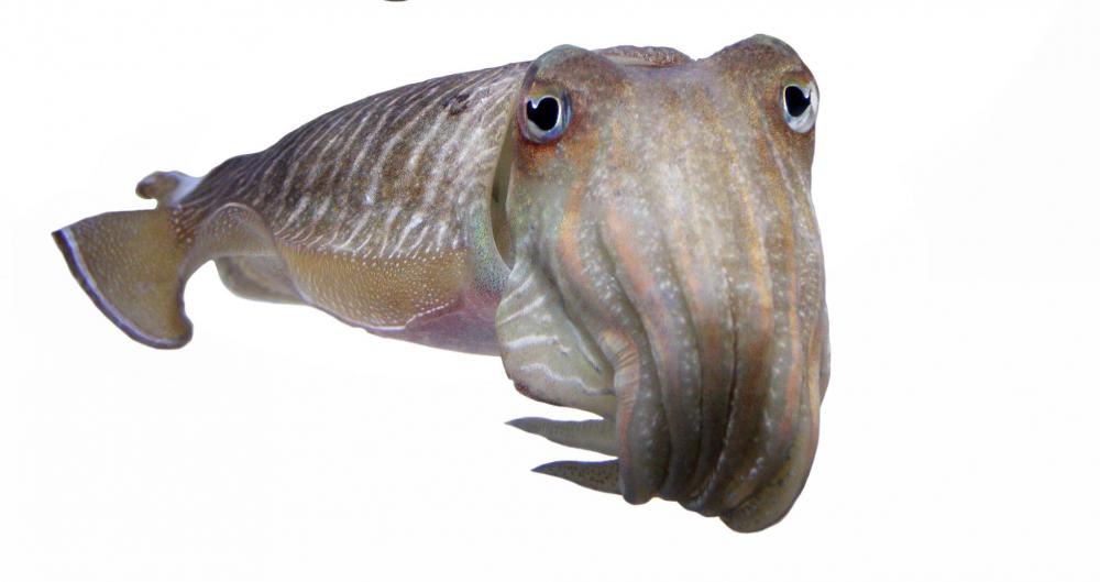 Ink derived from the cuttlefish, which is a marine mollusk, may relieve backaches and headaches.