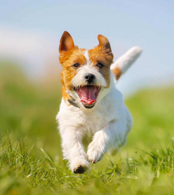 Canines are prone to developing spleen tumors.