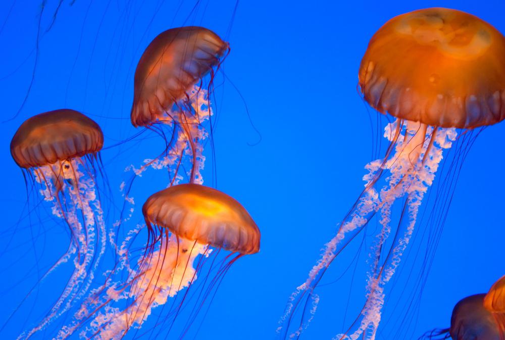 Jellyfish swimming in the ocean.