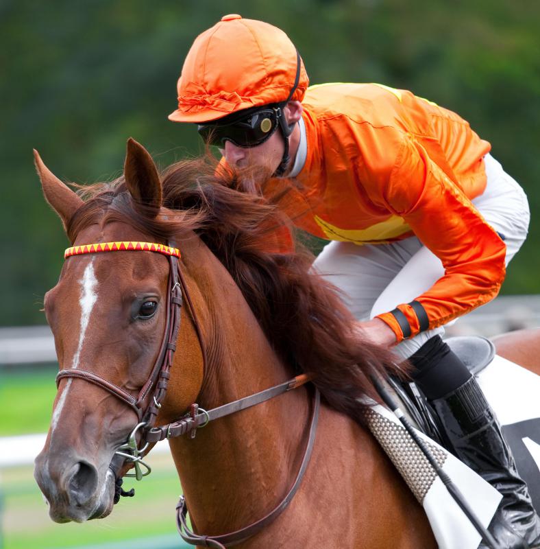Kinesiology and biomechanics are also of interest in veterinary science, as they can help sport animals, such as racehorses, reach peak performance.