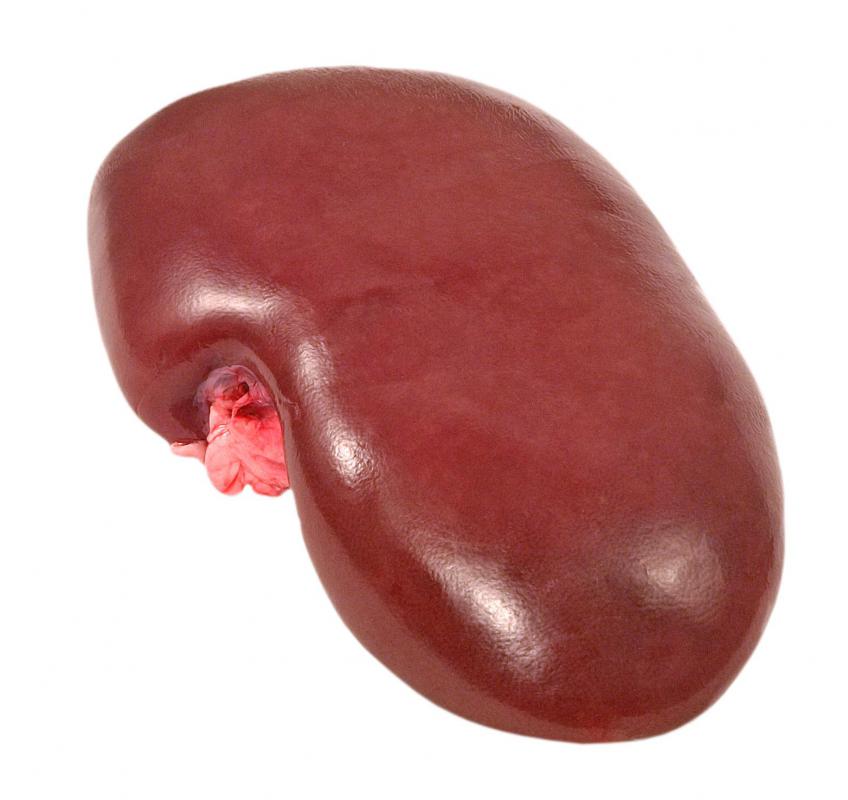E. coli can be especially dangerous to children, causing damage to vital organs such as the kidneys.