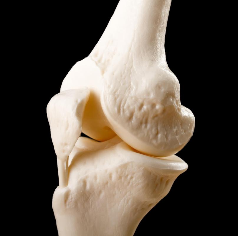 Compact bone is found on the outside of most bones in the body.