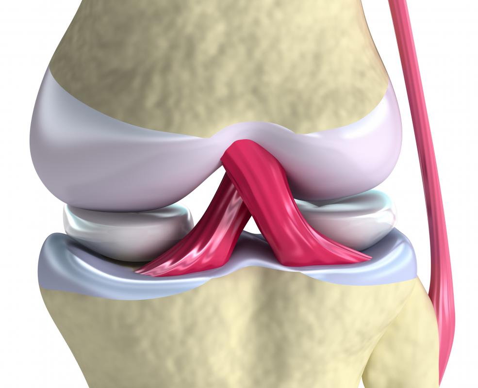 A close up of the knee, with the ligaments in pink.