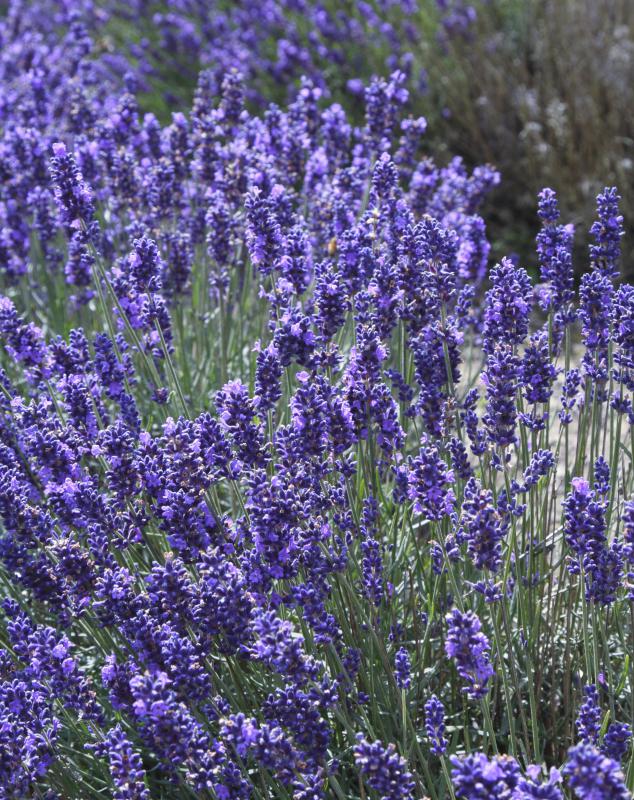 Close-up of L. angustifolia, English lavender.