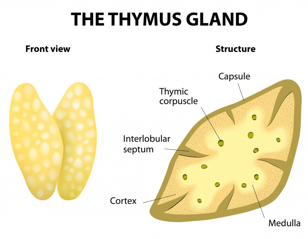 Lipotropics can help prevent disease by strengthening the thymus gland.