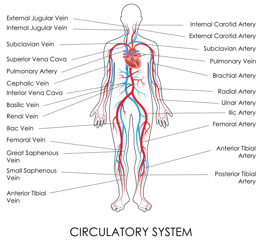 The pulse of the posterior tibial artery plays an important role in assessing the circulatory status of the lower leg.