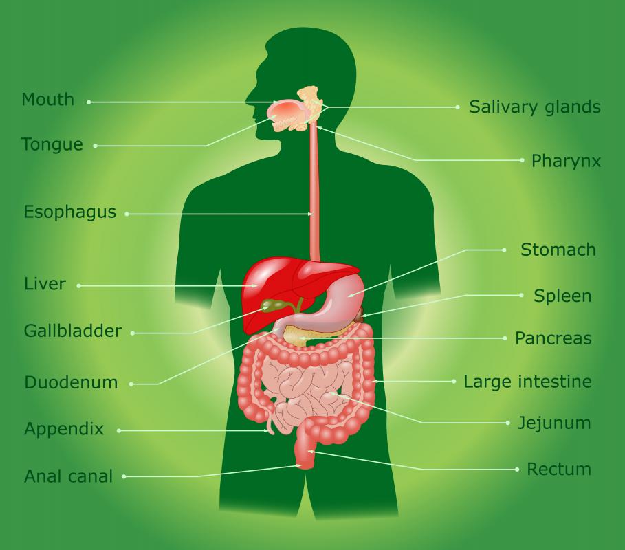 The salivary glands produce digestive enzymes.