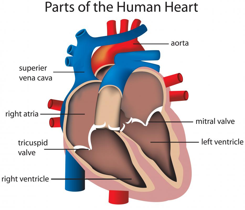 The autonomic nervous system coordinates involuntary actions like heart rate.