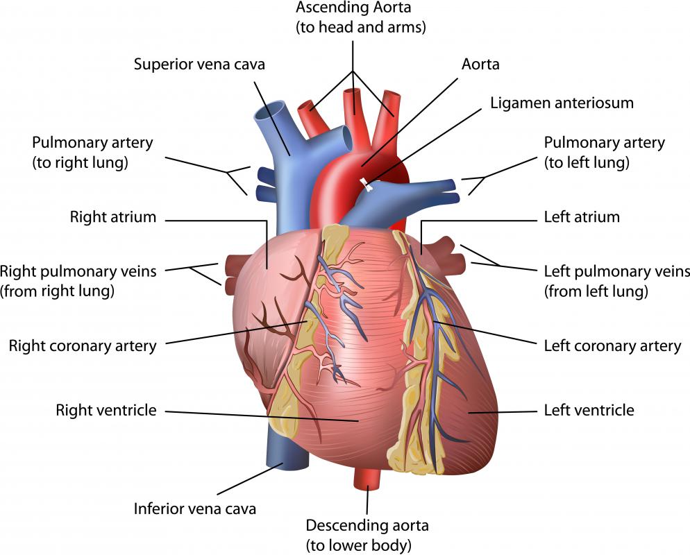 The ascending aorta transports blood upward from the left ventricle of the heart.
