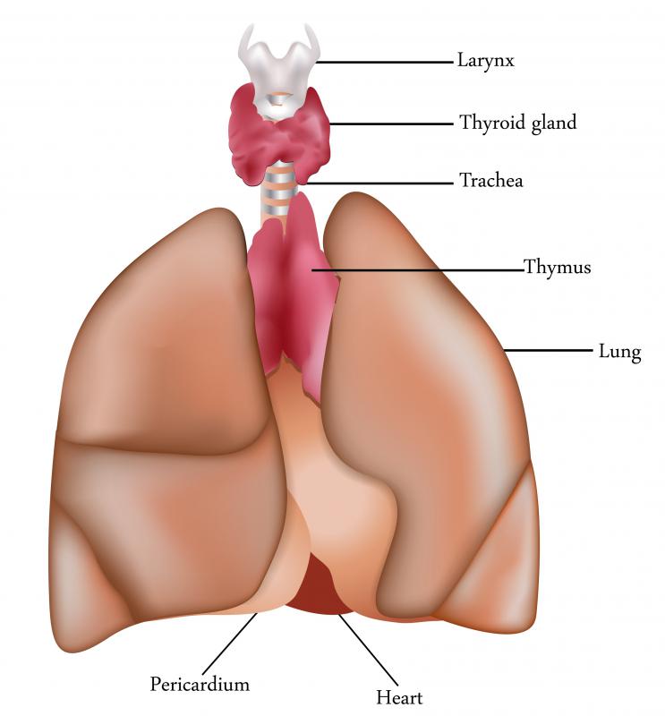 T cells mature in the thymus gland.