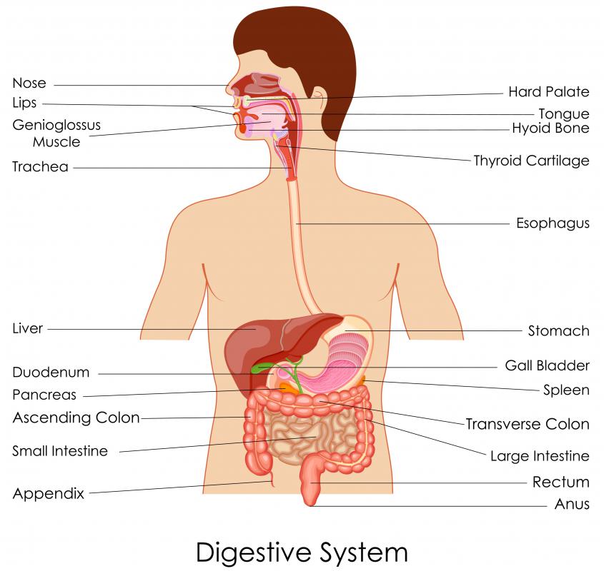 Keyhole surgery may be performed to remove the appendix and gallbladder.