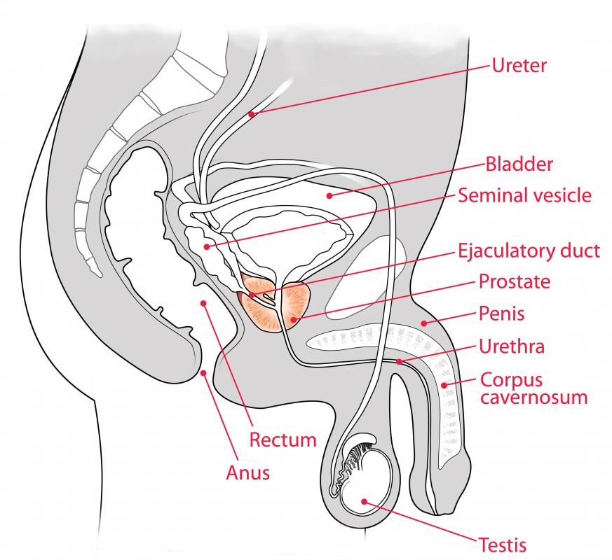 The shaft of the penis is the most affected area for men with genital psoriasis.