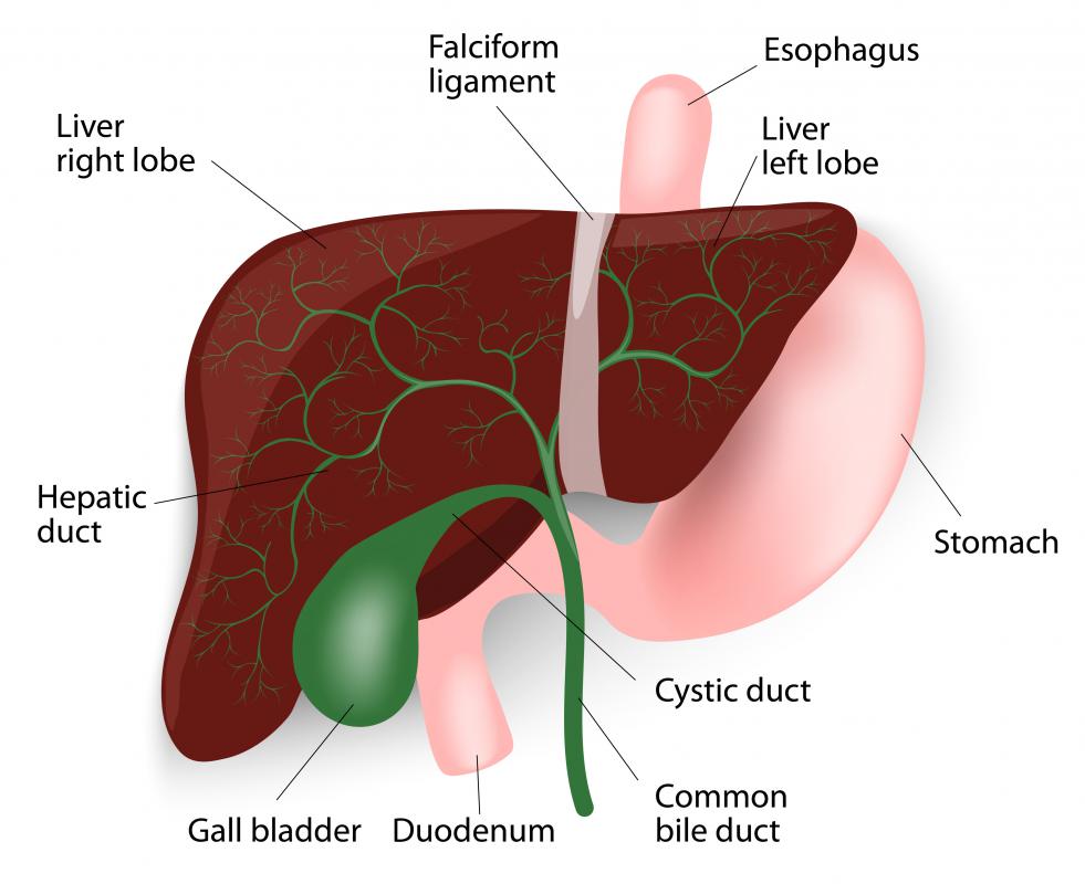 Simple tissue lines the gall bladder.