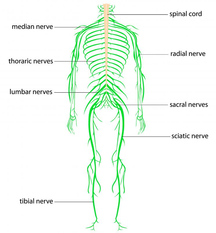 The nervous system works in tandem with the muscular system to implement the movements of the body.