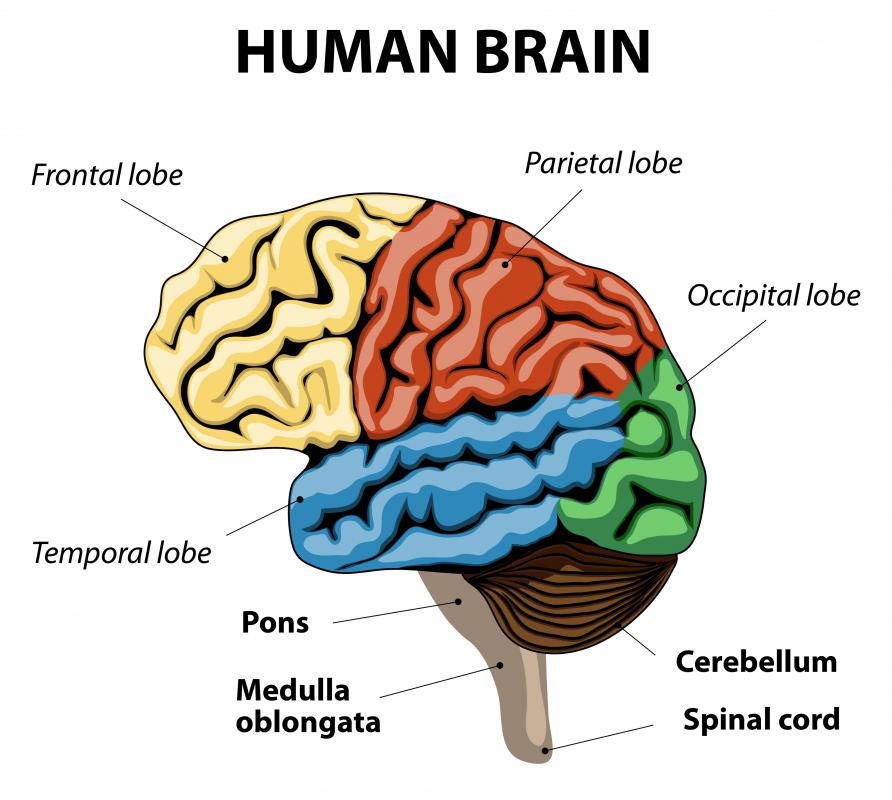 During a Stroop test, two parts of the brain's frontal lobe come into play.