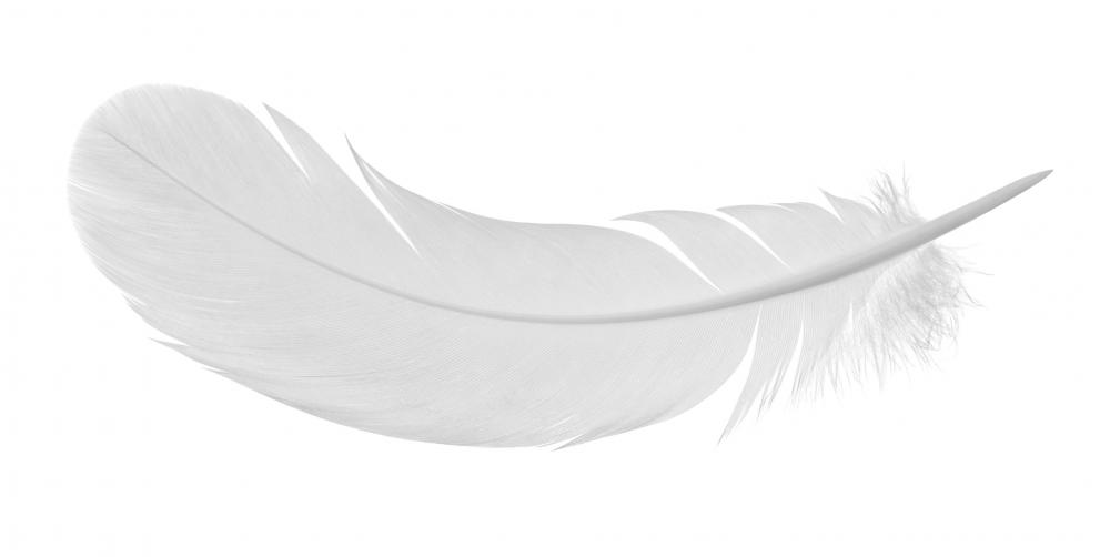 Pinna is derived from the Latin word for feather.