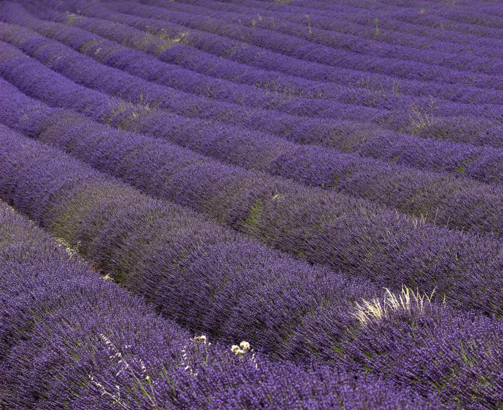 Field of Lavandula x intermedia, lavandin.