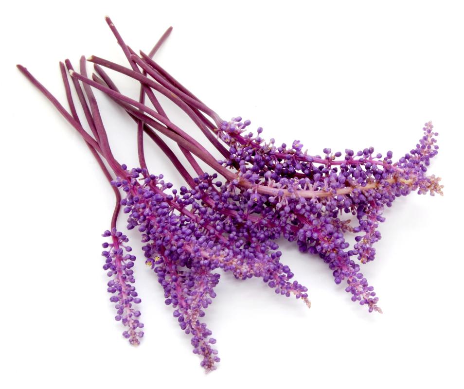 Lavender plant flowers.