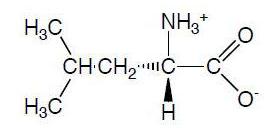 The structure of leucine, an essential amino acid.