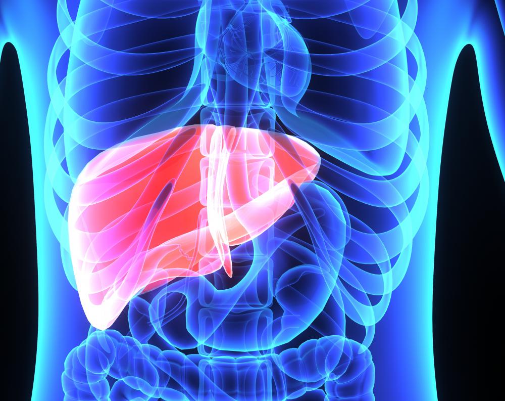 Muscles remain capable of functioning as a result of the liver's ability to convert a muscle's chemical waste product back into its energy source.