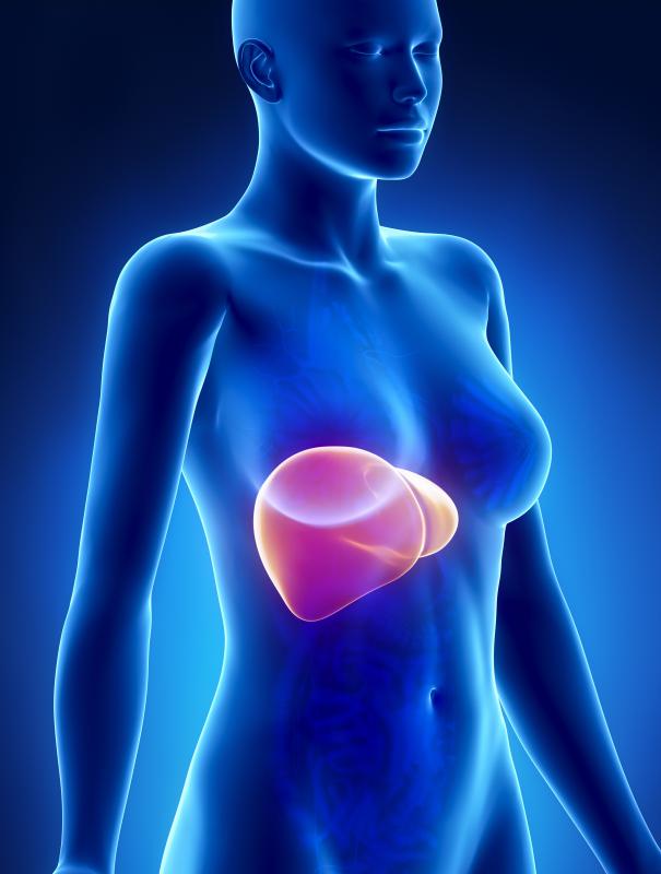 The liver is the largest glandular organ in the body.