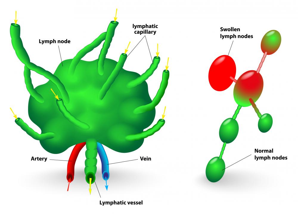 The popliteal lymph nodes are located in the back of the knee.