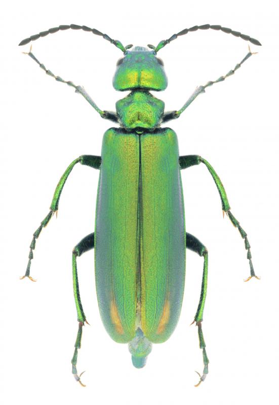 Cantharis is made from the Lytta vesicatoria beetle.
