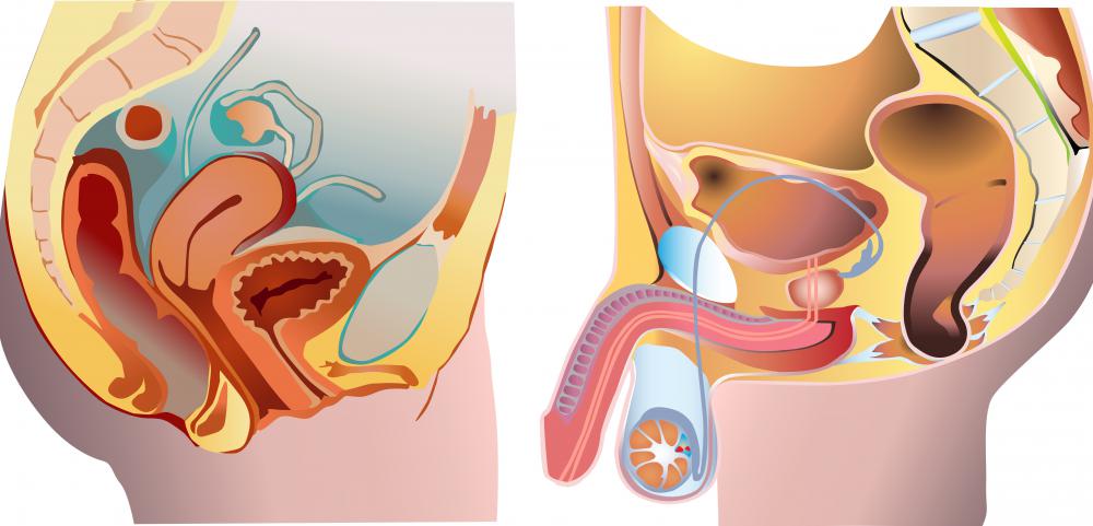 Prepuce refers to male and female genitalia.