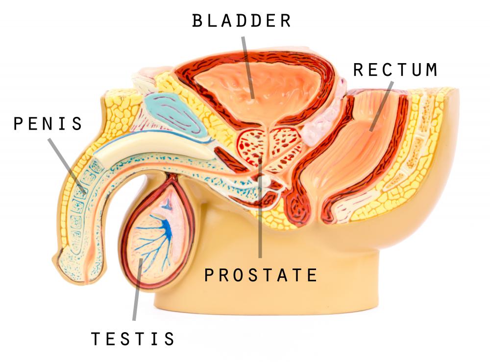 Mucus membranes can be found in the genitals.