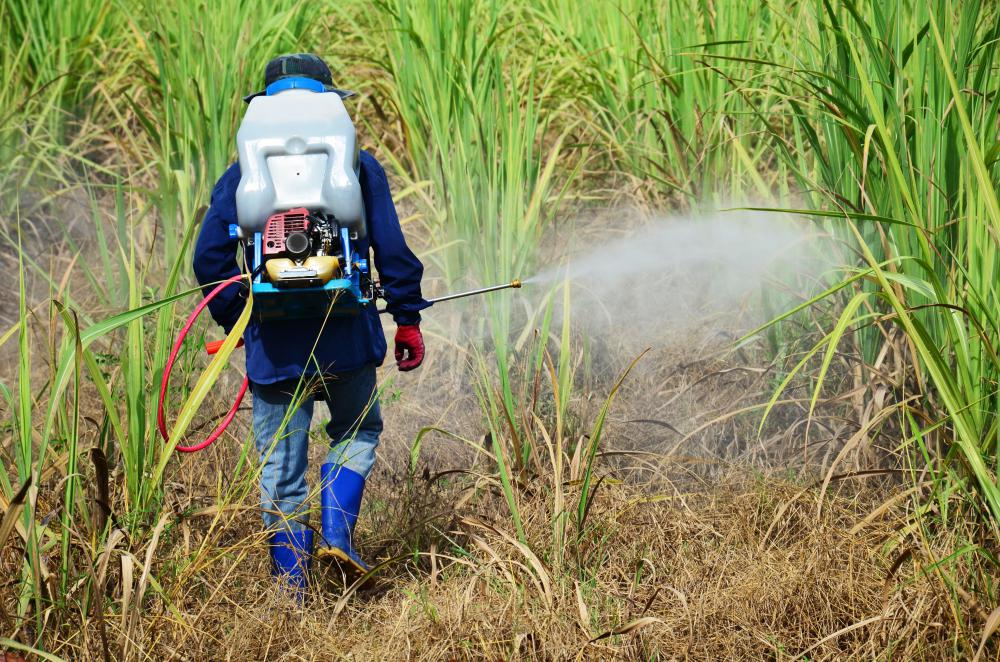 Neem oil is a popular alternative to traditional pesticides.