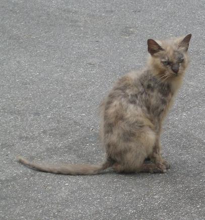 Ivermectin may be used to treat mange.