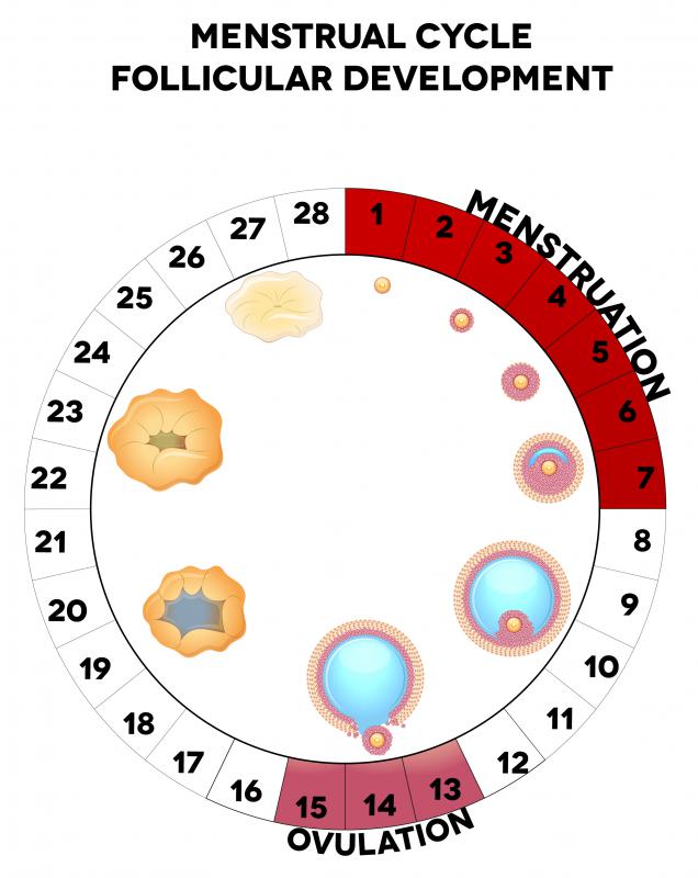During ovulation, ovum travel into the uterus.