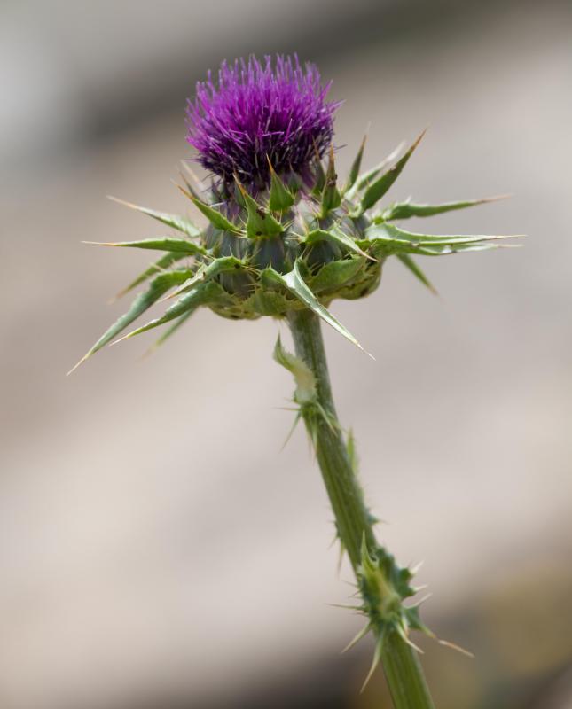 Milk thistle is traditionally used to boost liver functioning.