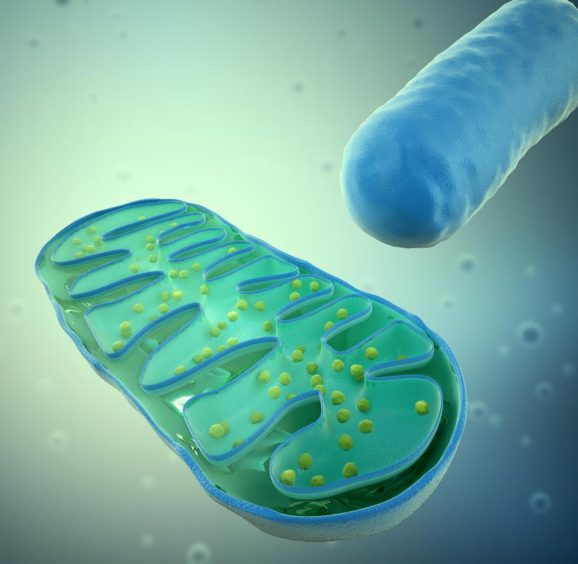Mitochondria, one of our most essential organelles, are found in protoplasm.