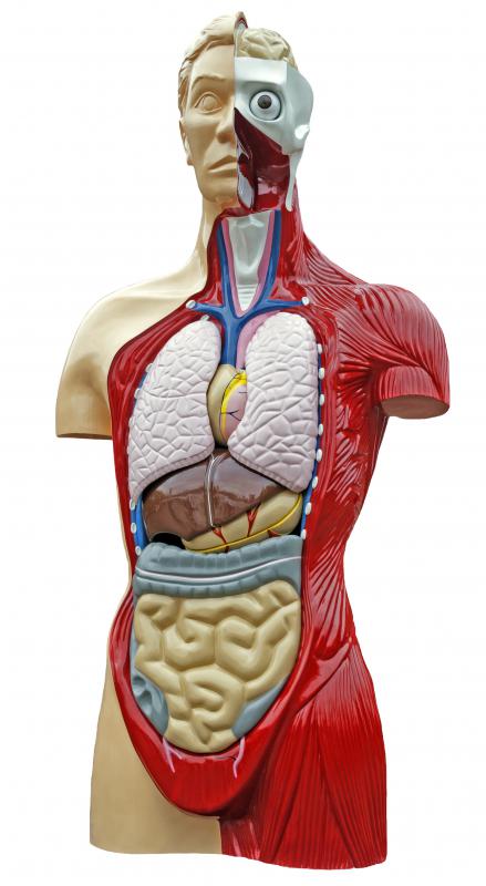 Although internal medicine focuses on diagnosing and treating disease, injury or other conditions related to internal organs, the practice does the same for external body parts, also.