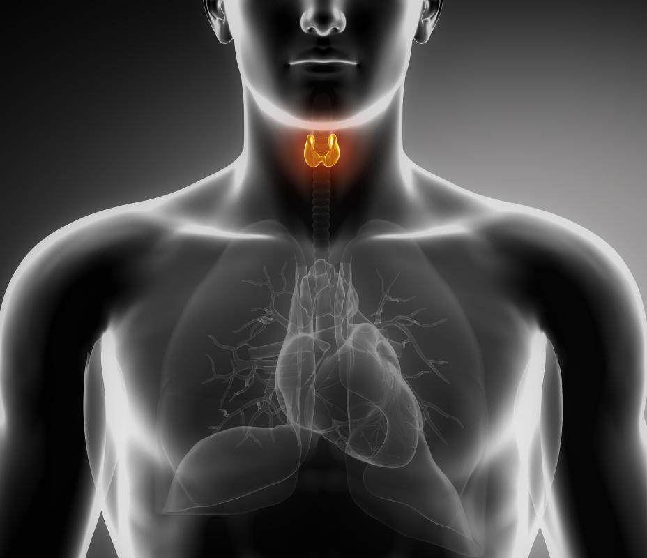 Fenestrated capillaries are most commonly found in the endocrine system, which includes the thyroid.